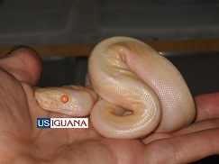 The albino spider