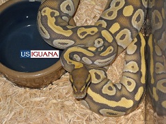 GhostMojave