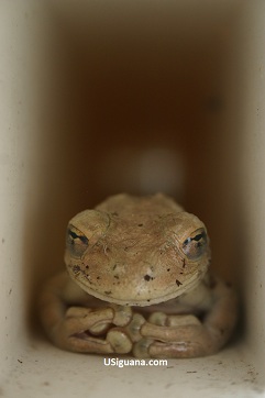 A Frog