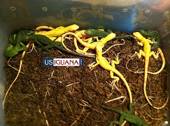 Iguanas