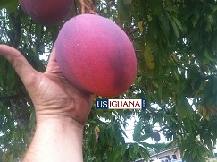 Fruit