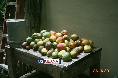 Fruit